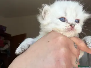 Persian cats Two dollface Persian chinchillas available - Advert 4