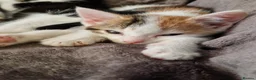 Mixed Breed cats for sale: 6 beautiful kittens ready for new homes - Advert 10