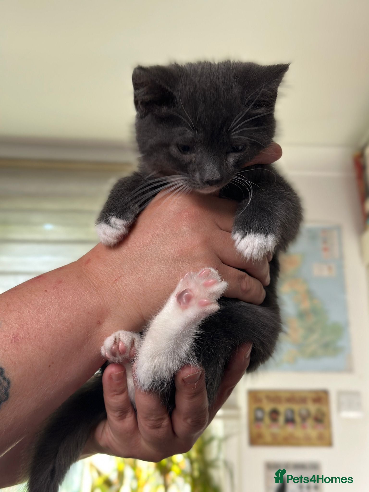 Mixed Breed cats Male kitten for sale  - Advert 1