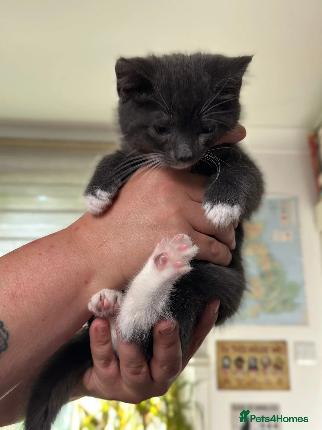 Mixed Breed cats for sale: Male kitten for sale  - Advert 1