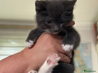 Mixed Breed cats Male kitten for sale - Advert 2
