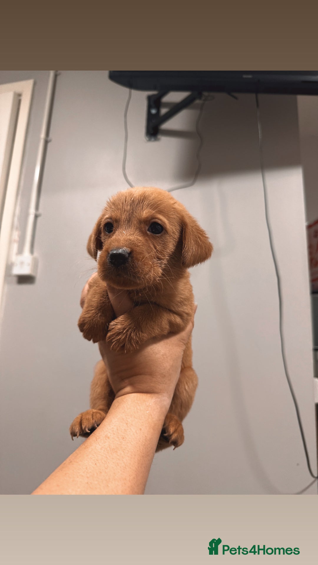 Labrador Retriever dogs for sale: Beautiful, fox red labradors - Advert 19