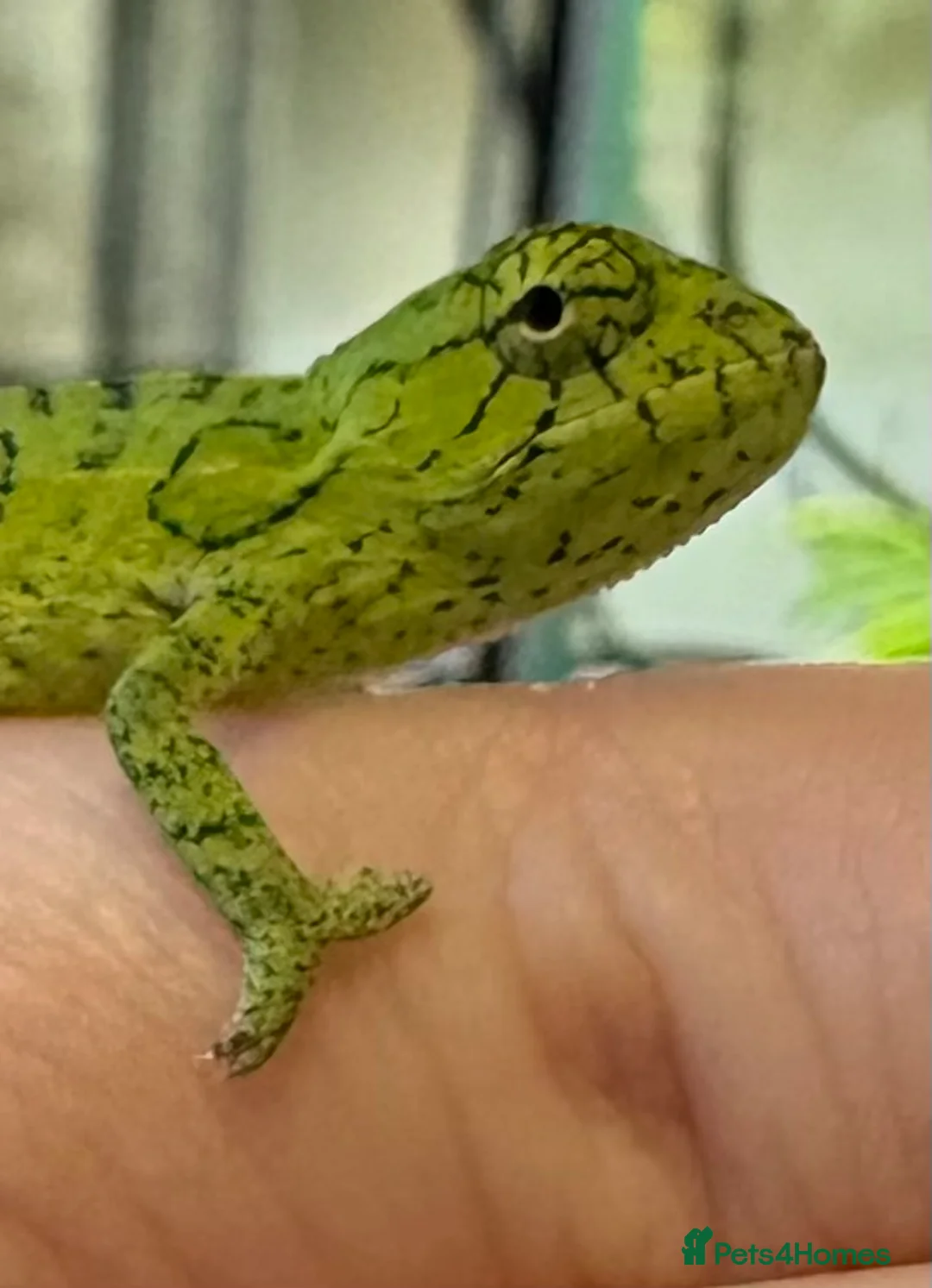 Chameleon reptiles for sale: Carpet Chameleons (Furcifer Lateralis) - Advert 5