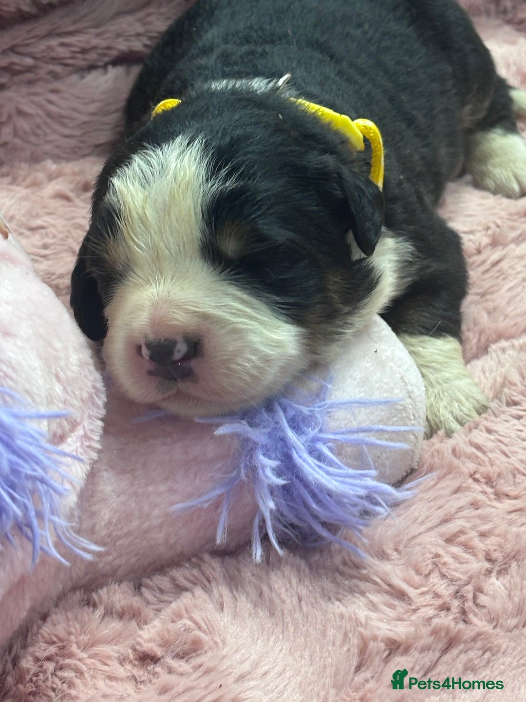 Bernese Mountain Dog dogs for sale: 🐾 Bernese Puppies – Ready Just Before  **   - Image 3