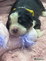 Bernese Mountain Dog dogs BMD Puppies JUS GIRL– Ready Just Before 25/12 - Advert 1