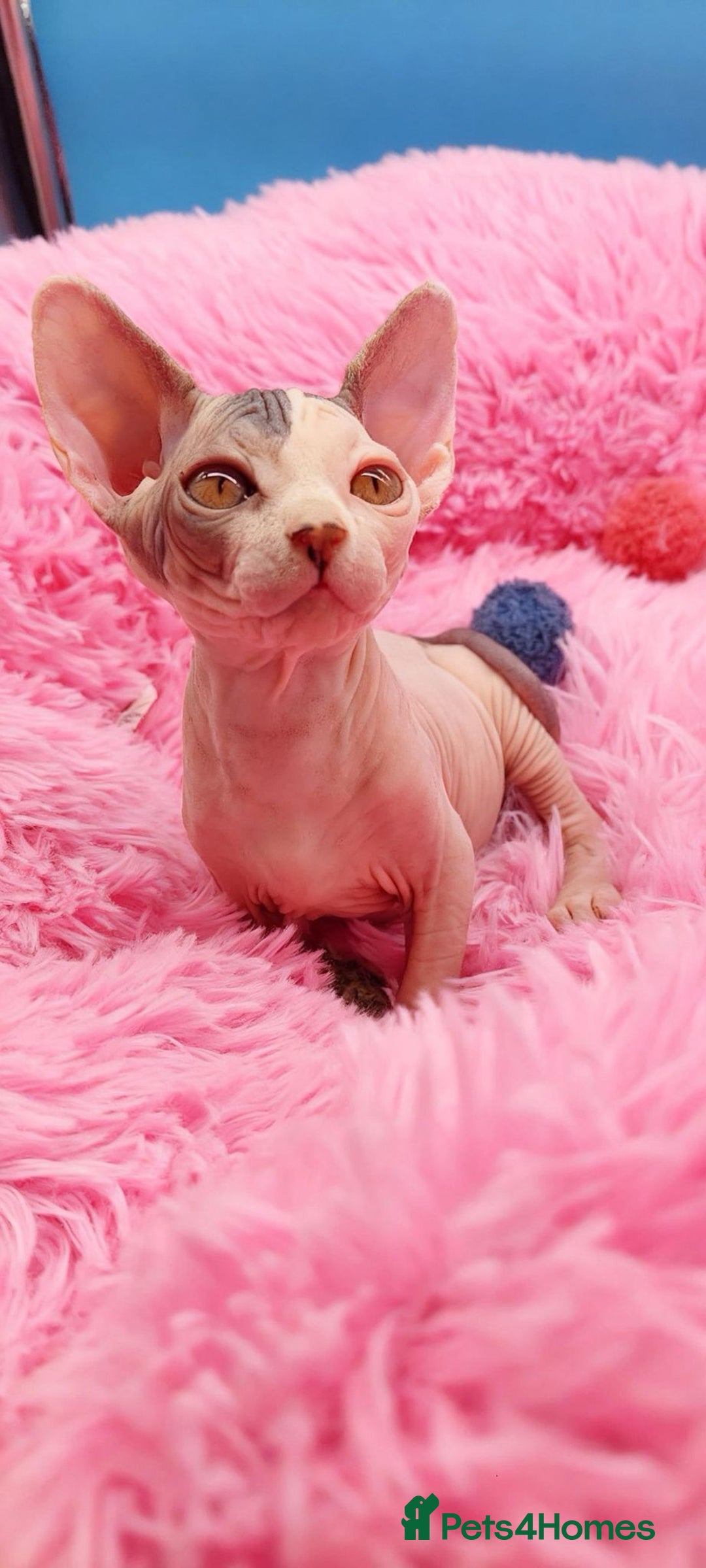 Sphynx cats for sale: Sphynx Kittens – Males & Female – International ✅ - Advert 27
