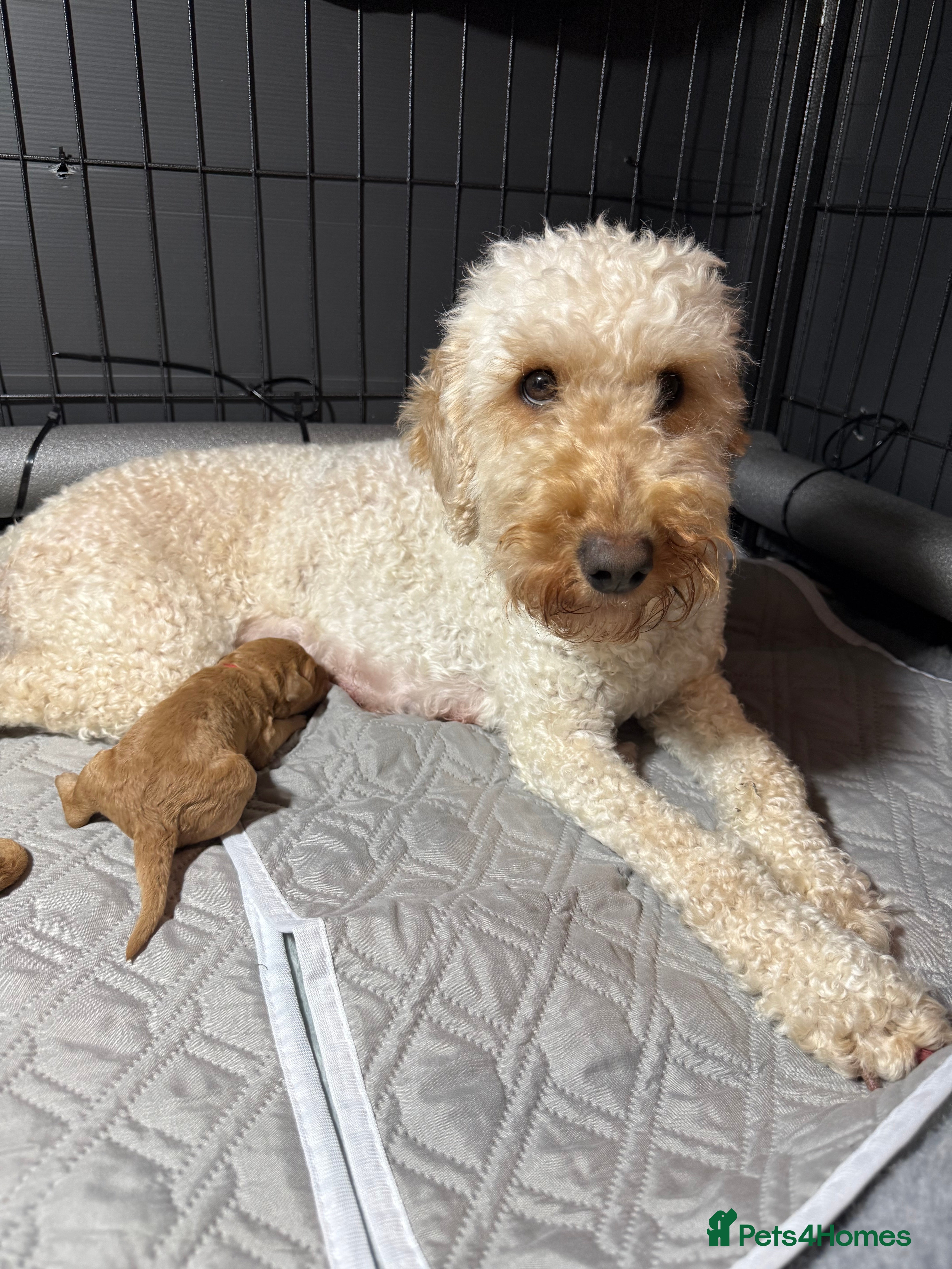 Labradoodle dogs Beautiful labradoodles  - Advert 1