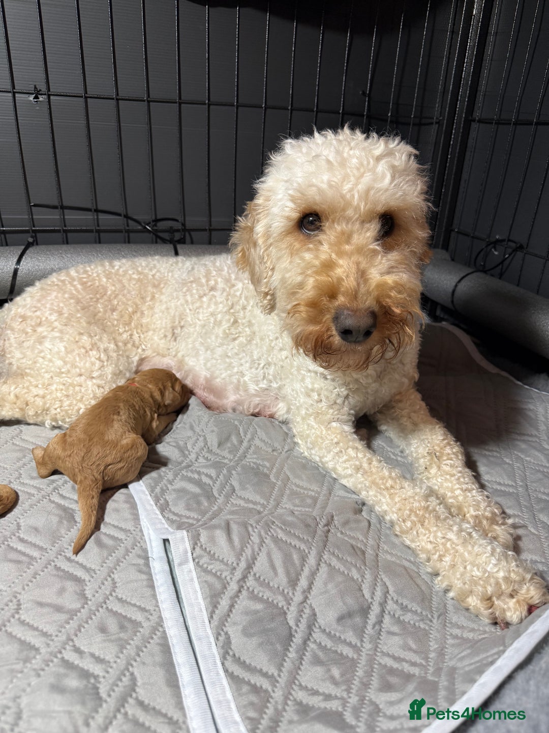 Labradoodle dogs for sale: Beautiful labradoodles  - Advert 1