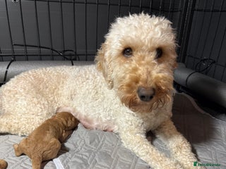 Labradoodle dogs Beautiful labradoodles - Advert 1