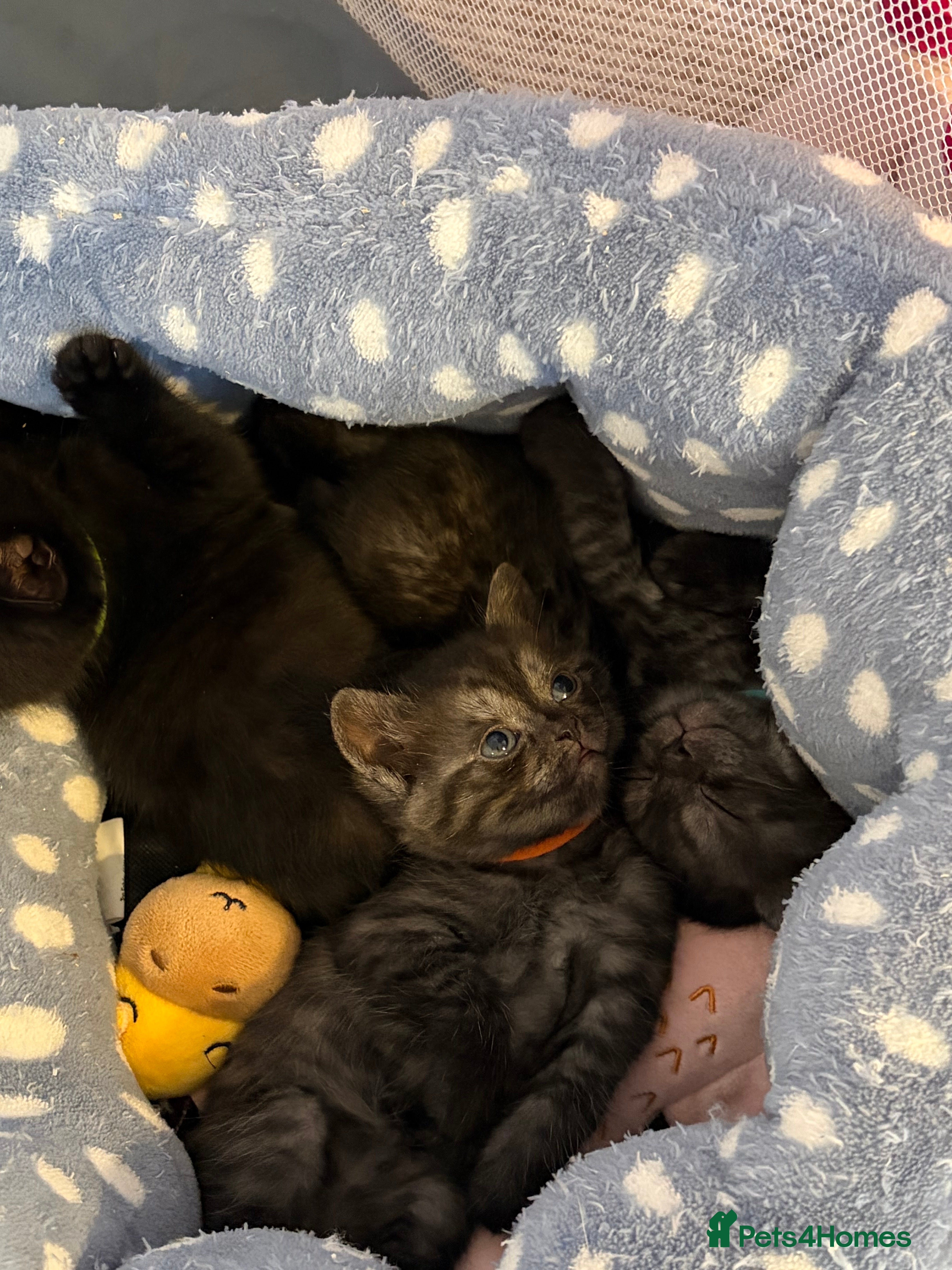 British Shorthair cats Beautiful British Shorthair Kittens  - Advert 7