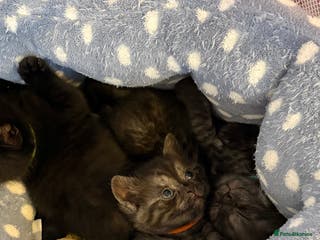 British Shorthair cats Beautiful British Shorthair Kittens - Advert 13
