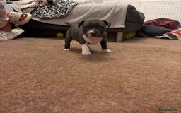Staffordshire Bull Terrier dogs for sale: Staffordshire Bull Terrier puppies for sale  - Image 16