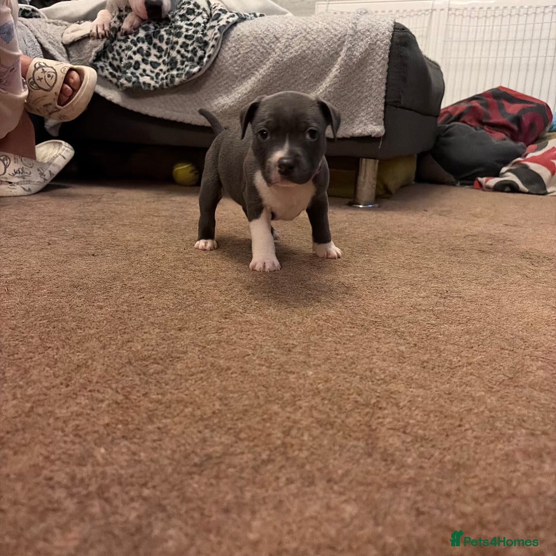 Staffordshire Bull Terrier dogs for sale: Staffordshire Bull Terrier puppies for sale  - Image 16