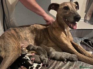 Lurcher dogs Lurcher pup - Advert 7