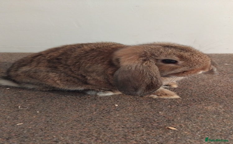 Mini Lop rabbits - Advert 14