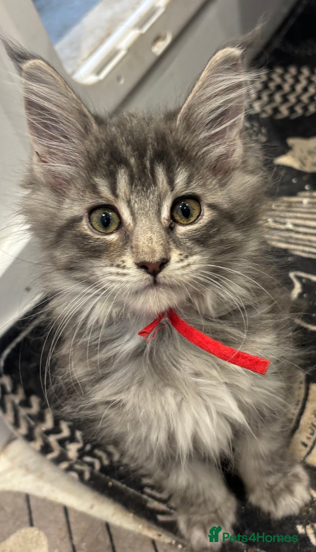 Maine Coon cats for sale: GCCF-Registered Maine Coon Kittens - Advert 2