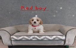 Cavachon dogs for sale: Beautiful F1 Cavachon boys 💙 - Image 2