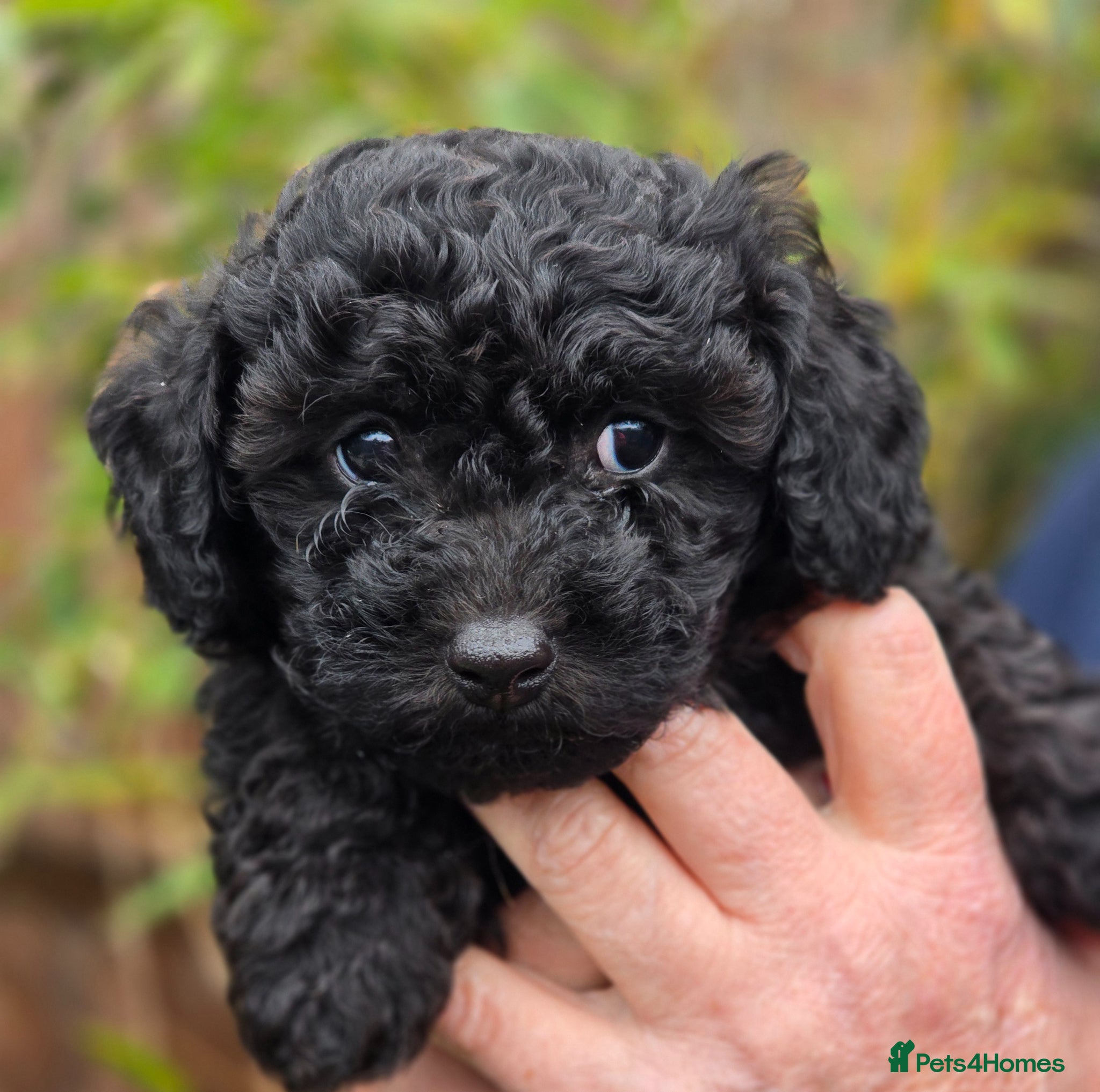 Cavapoo dogs F1b Dna health tested cavapoos - Advert 2