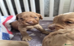 Cockapoo dogs for sale: Beautiful cockapoo puppies  - Image 2