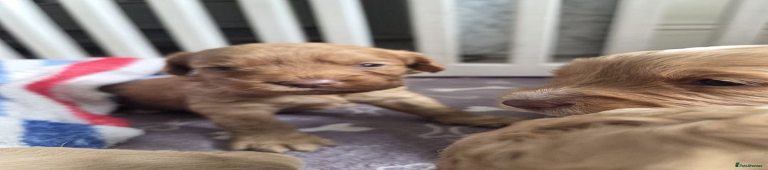 Cockapoo Puppy 2