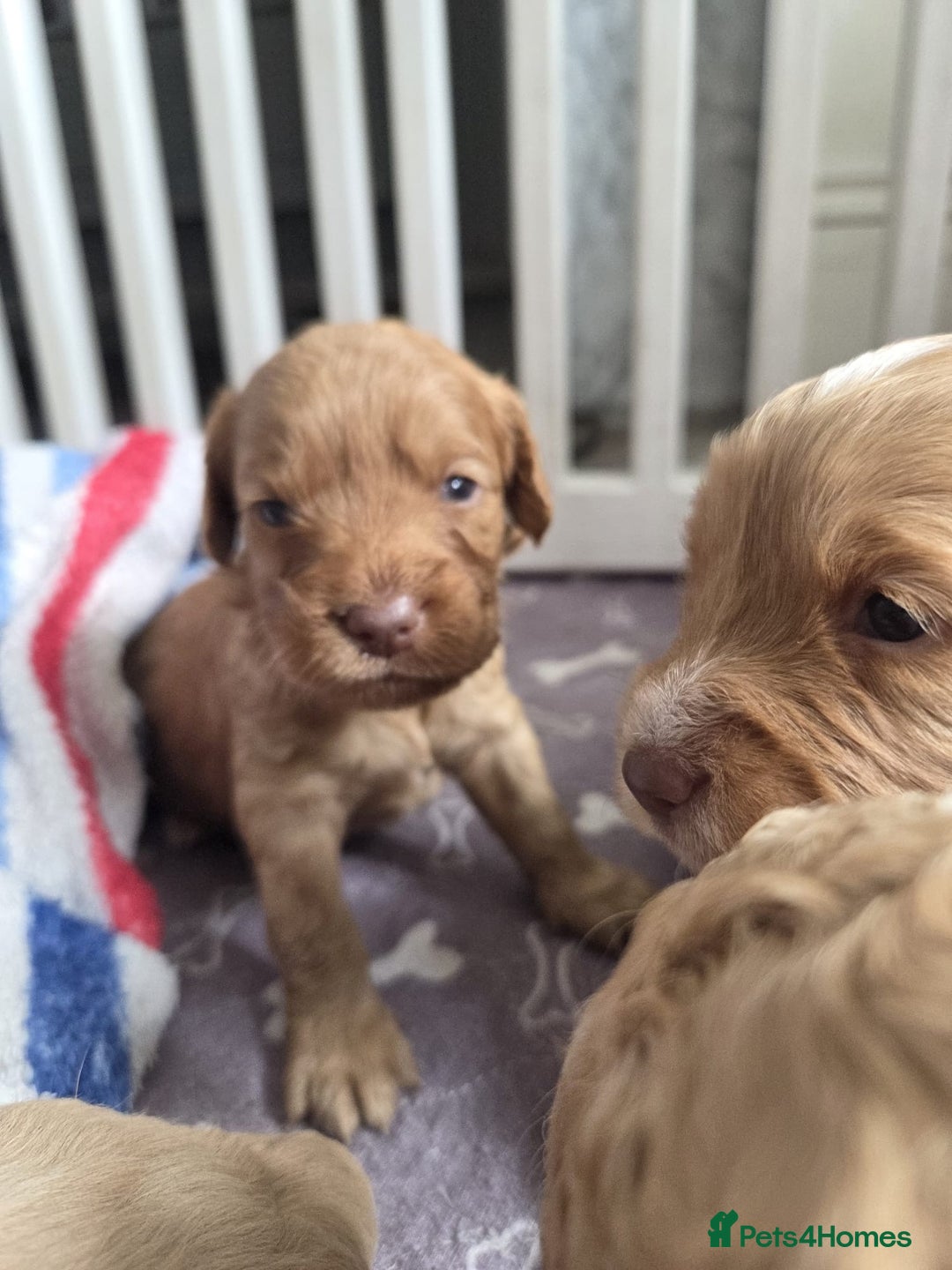Cockapoo dogs for sale: Beautiful cockapoo puppies  - Image 2