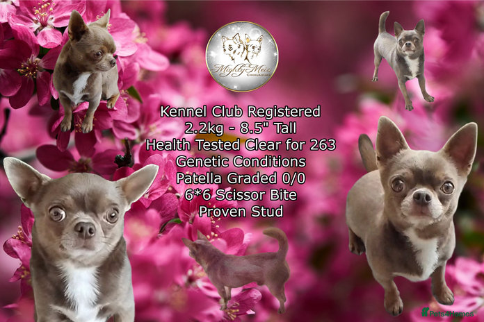 Chihuahua dogs - Advert 1