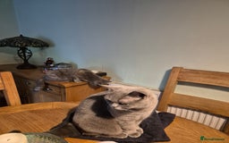 British Shorthair cats for sale: High pedigree British blue - Image 3