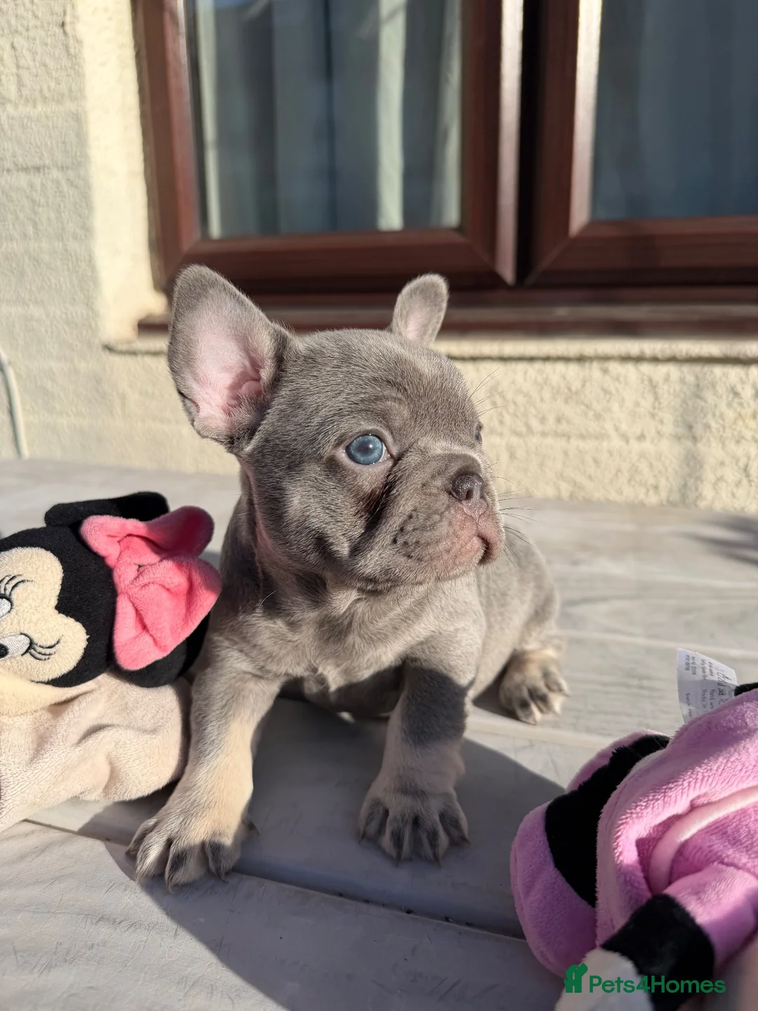 French Bulldog dogs for sale: Blue French Bulldog in London - Advert 1