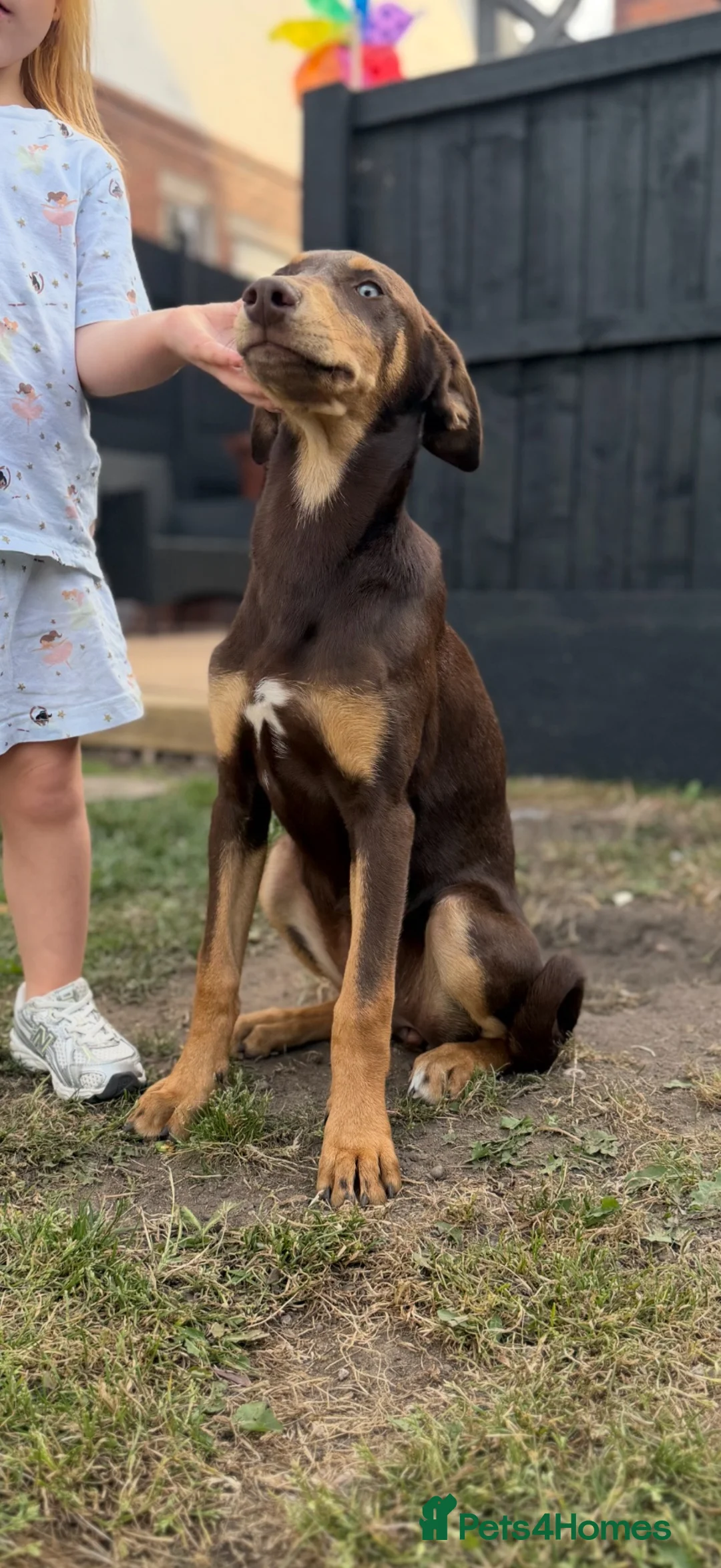 Mixed Breed dogs for sale: Dobermann x husky puppies - Advert 2