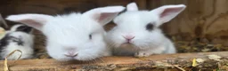 Mini Lop rabbits for sale: Baby mini lops / lion lops in Nottingham - Advert 10