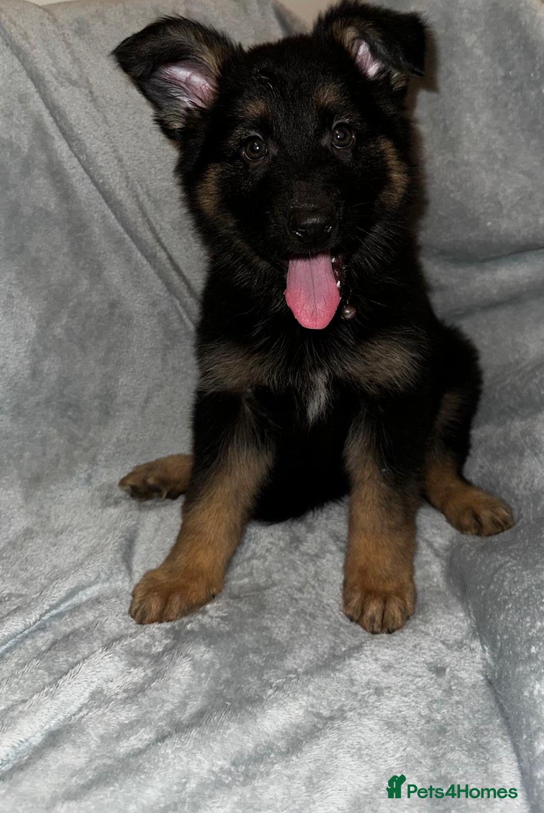 German Shepherd dogs READY TO LEAVE German shepherd puppies - Advert 2