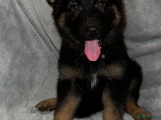 German Shepherd dogs READY TO LEAVE German shepherd puppies - Advert 3