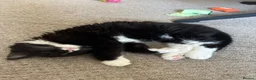 Mixed Breed cats for sale: Two Male Kittens (£200 Ono) - Advert 3