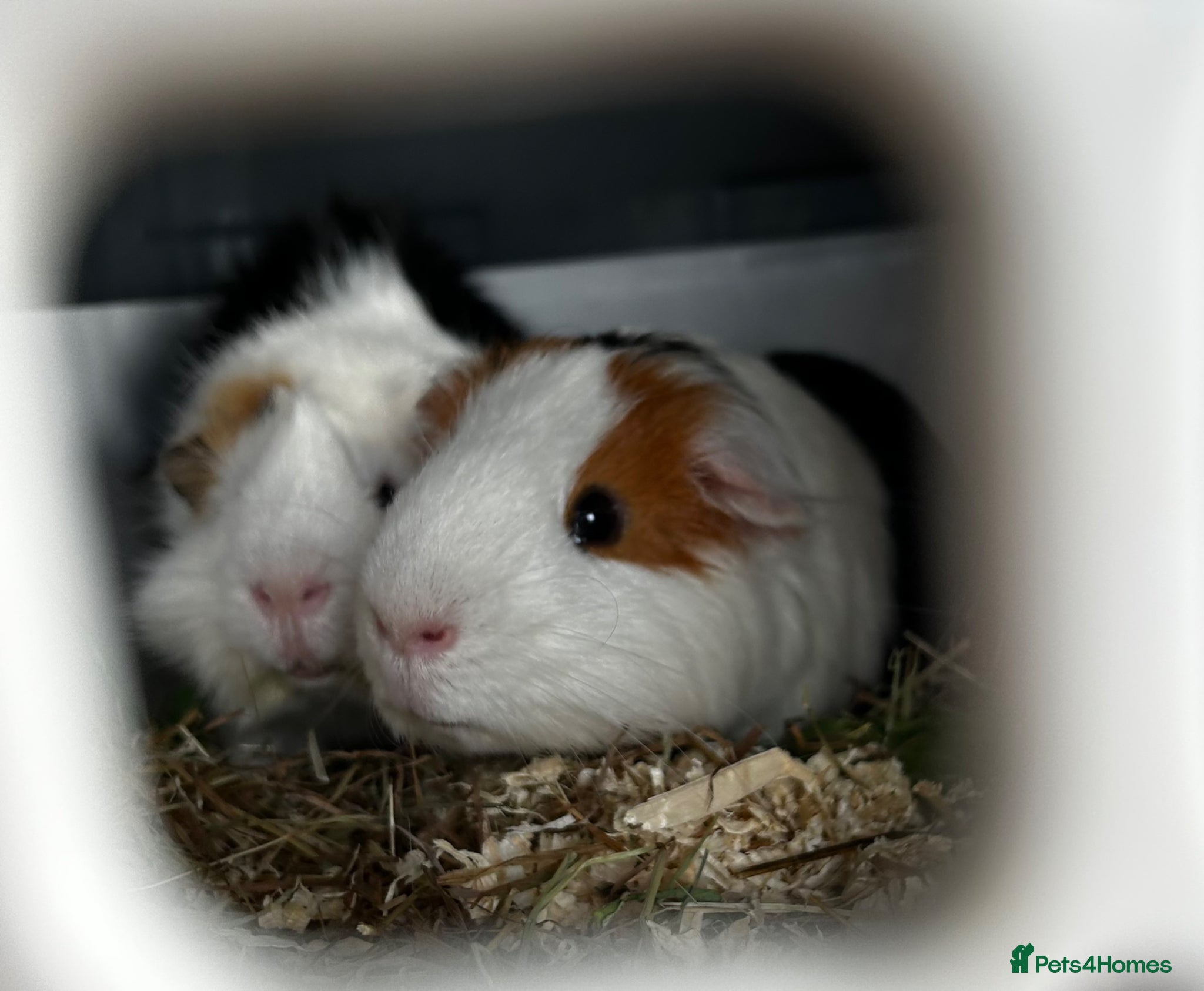 Guinea Pig rodents 2 male Guinea pigs  - Advert 1