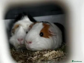 Guinea Pig rodents 2 male Guinea pigs - Advert 2
