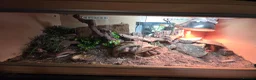 Leopard Gecko reptiles for sale: 2 female leopard geckos in Edinburgh - Advert 2