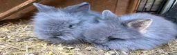 Lionhead rabbits for sale: Fluffy double mane lion head rabbits for sale  - Advert 17