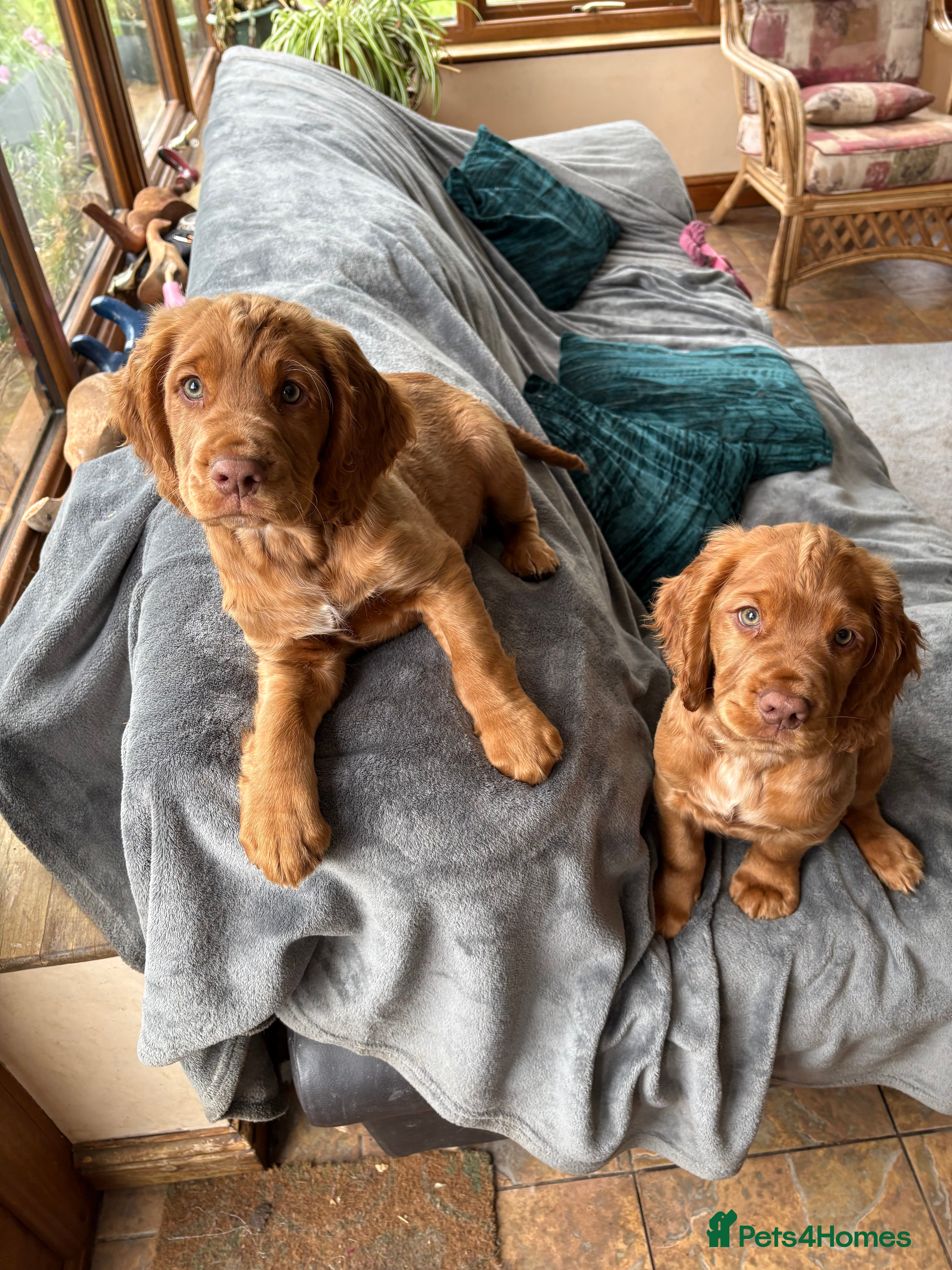Cocker Spaniel dogs for sale: Two adorable Kc reg boys looking for new homes - Advert 2