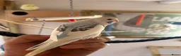 Budgerigars birds for sale: 2 baby budgies available tame to hand  in Walsall - Advert 2