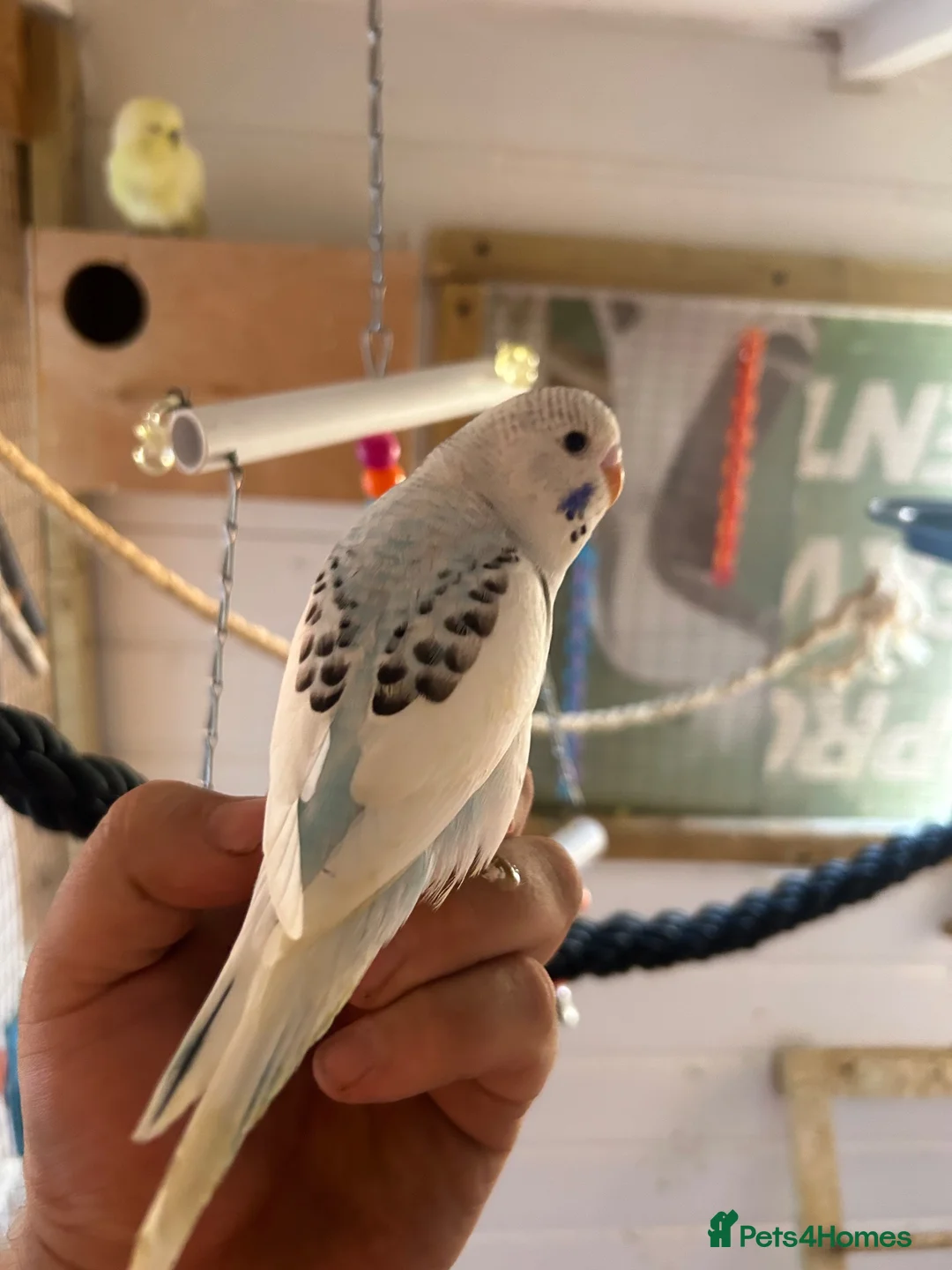 Budgerigars birds for sale: 2 baby budgies available tame to hand  in Walsall - Advert 2