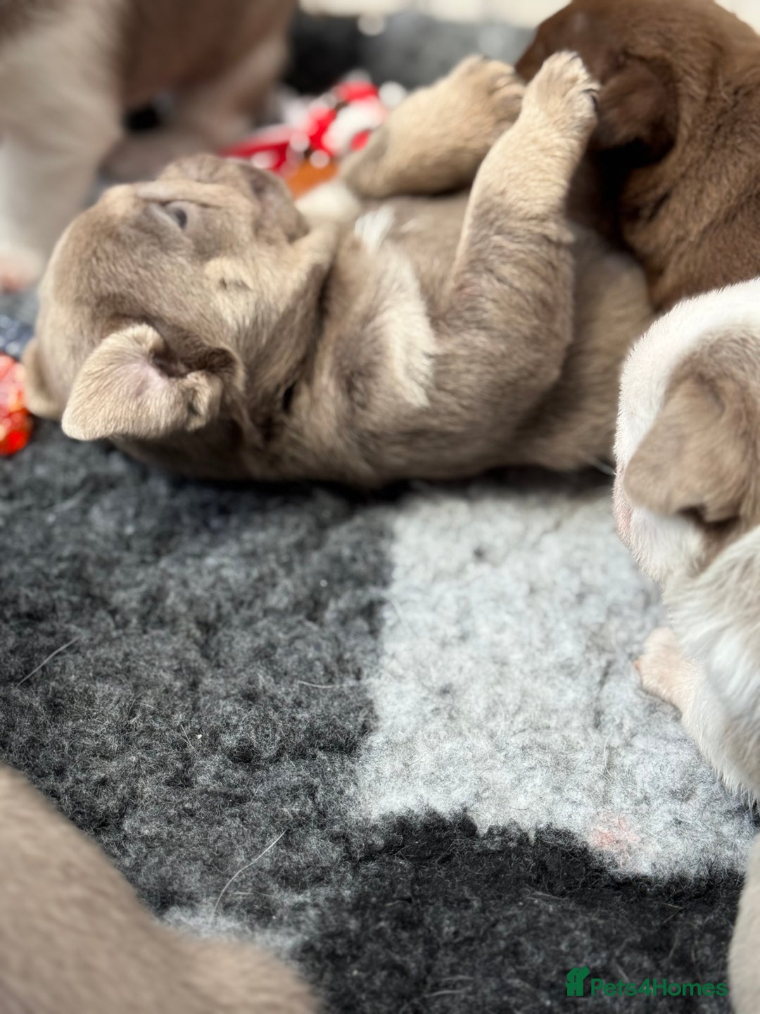 Pug dogs for sale: Stunning litter lilac tans and lilac tan pandas - Image 10