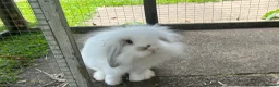 Mini Lion Lop rabbits for sale: Mini lion lop  - Advert 5