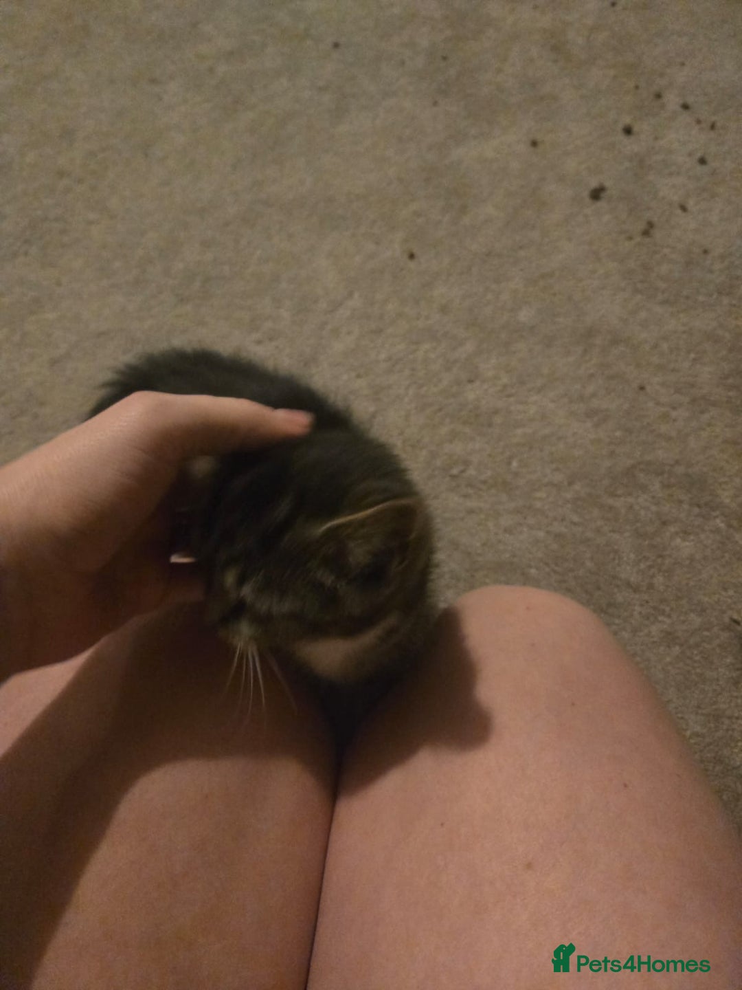 Mixed Breed cats for sale: Black and white kitten - Advert 2