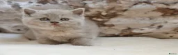 British Shorthair cats for sale: Beautiful British Shorthair kittens  - Advert 11