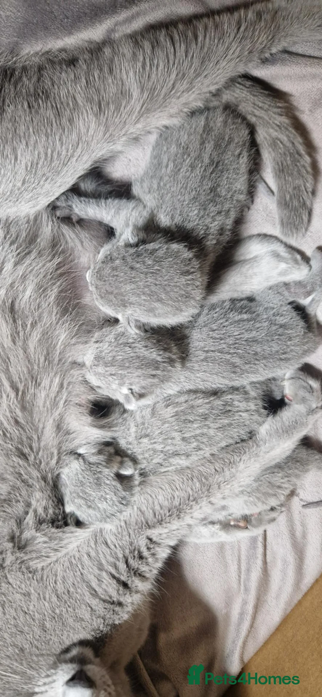 Russian Blue cats for sale: Stunning Russian Blue TICA kittens in Bristol - Advert 4