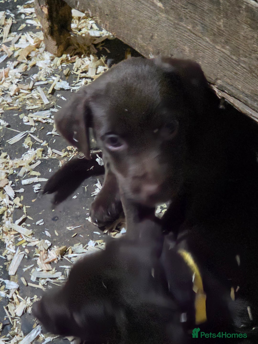 Mixed Breed dogs for sale: Kelpie cross springer spaniel  in Ashbourne - Image 16