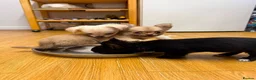 Chihuahua dogs for sale: Stunning Chihuahua Puppies Ready Now🐾 - Advert 8