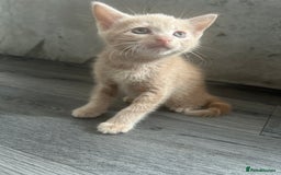 British Shorthair cats for sale: Champagne male bsh kitten  - Image 2