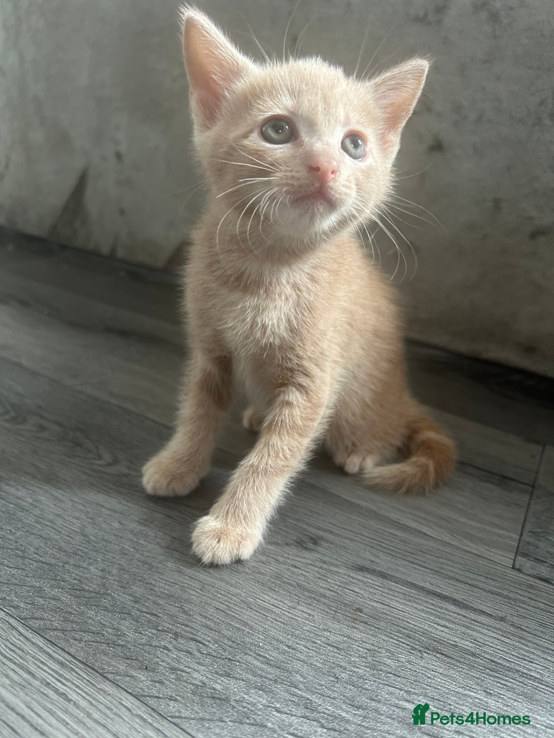 British Shorthair cats for sale: Champagne male bsh kitten  - Image 2