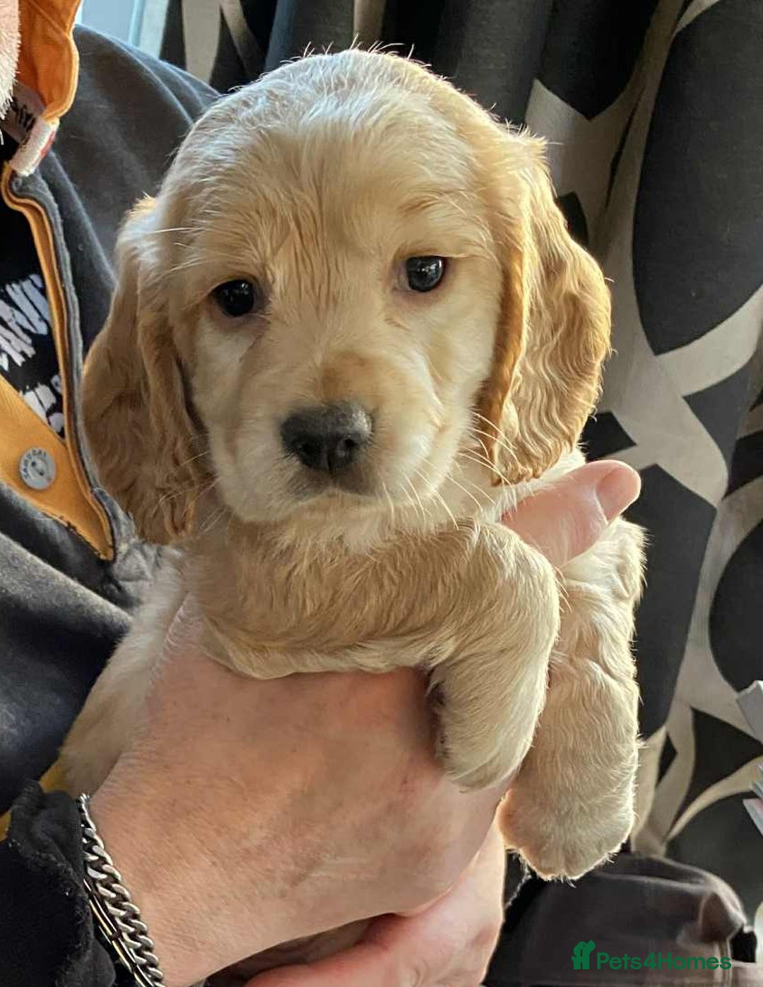 Cocker Spaniel dogs for sale: Amazing Chunky Working Cocker spaniel Puppies - Image 1